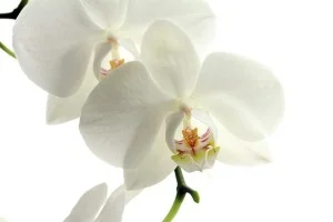 orchid-pic2